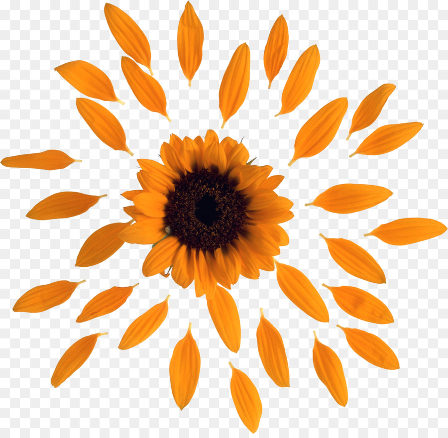 Tournesol Jaune，Usine PNG