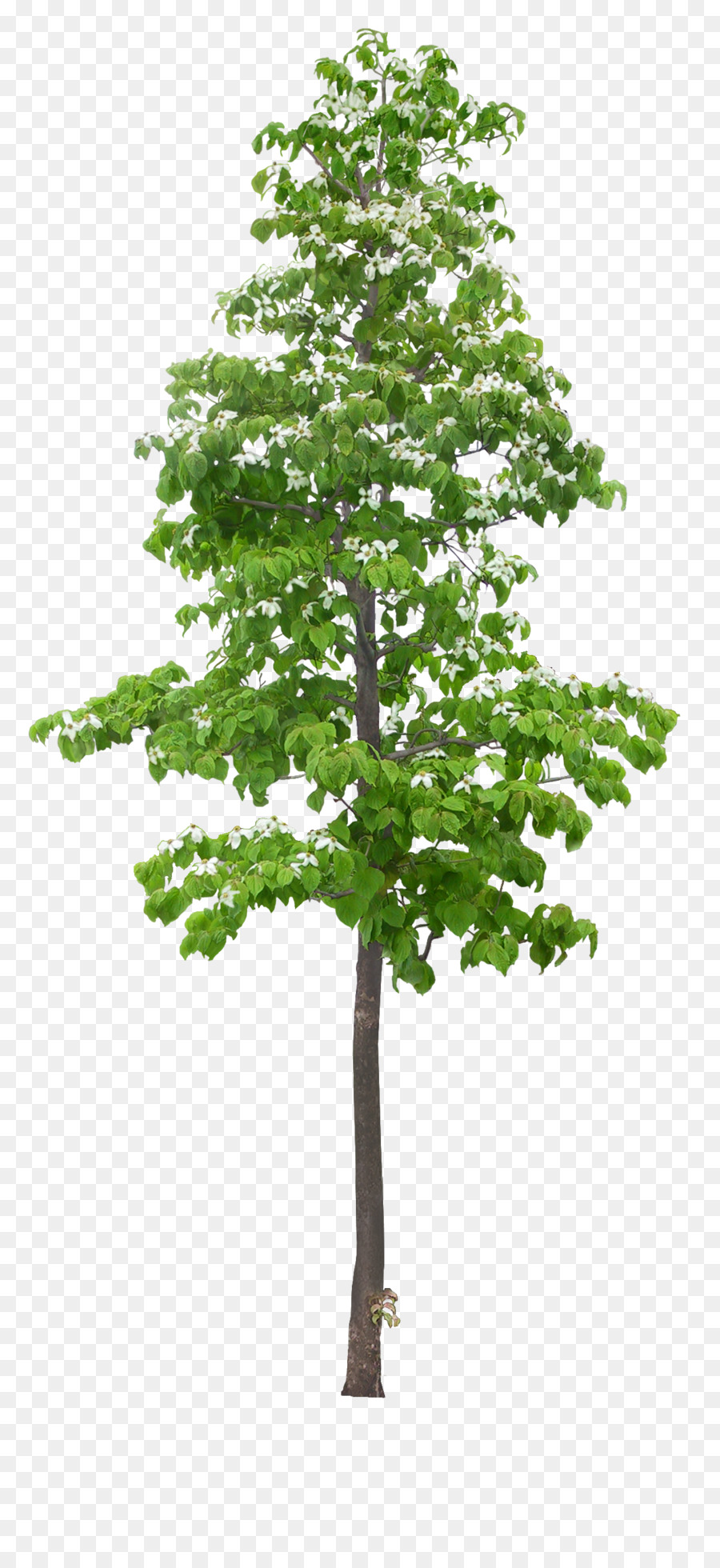 Arbre Vert，Feuilles PNG