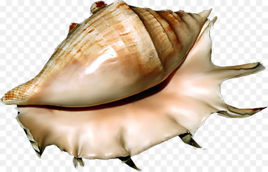 Coquille De Conque，Coquillage PNG