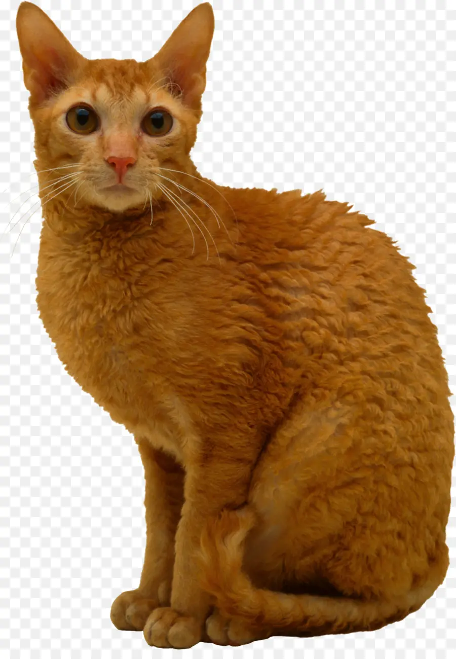 Chat Sans Poils，Animal De Compagnie PNG