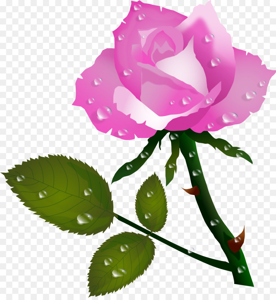 Rose，Fleur PNG