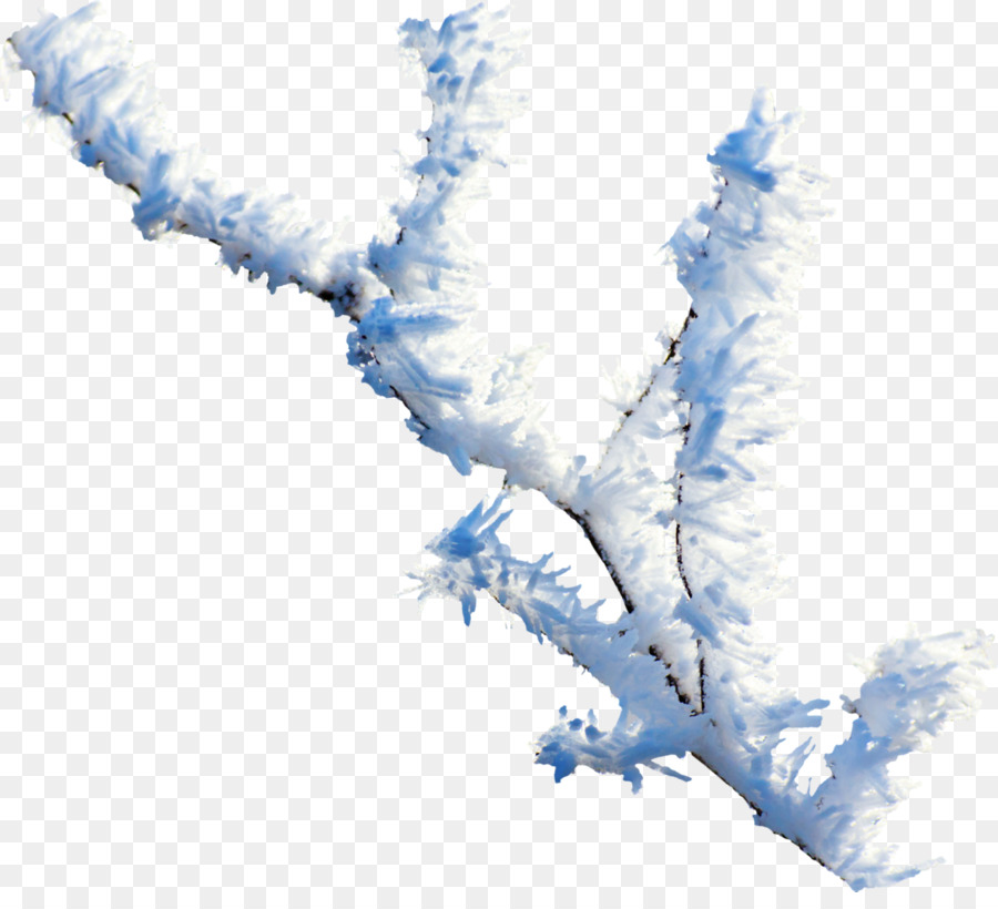 Branches Enneigées，Hiver PNG