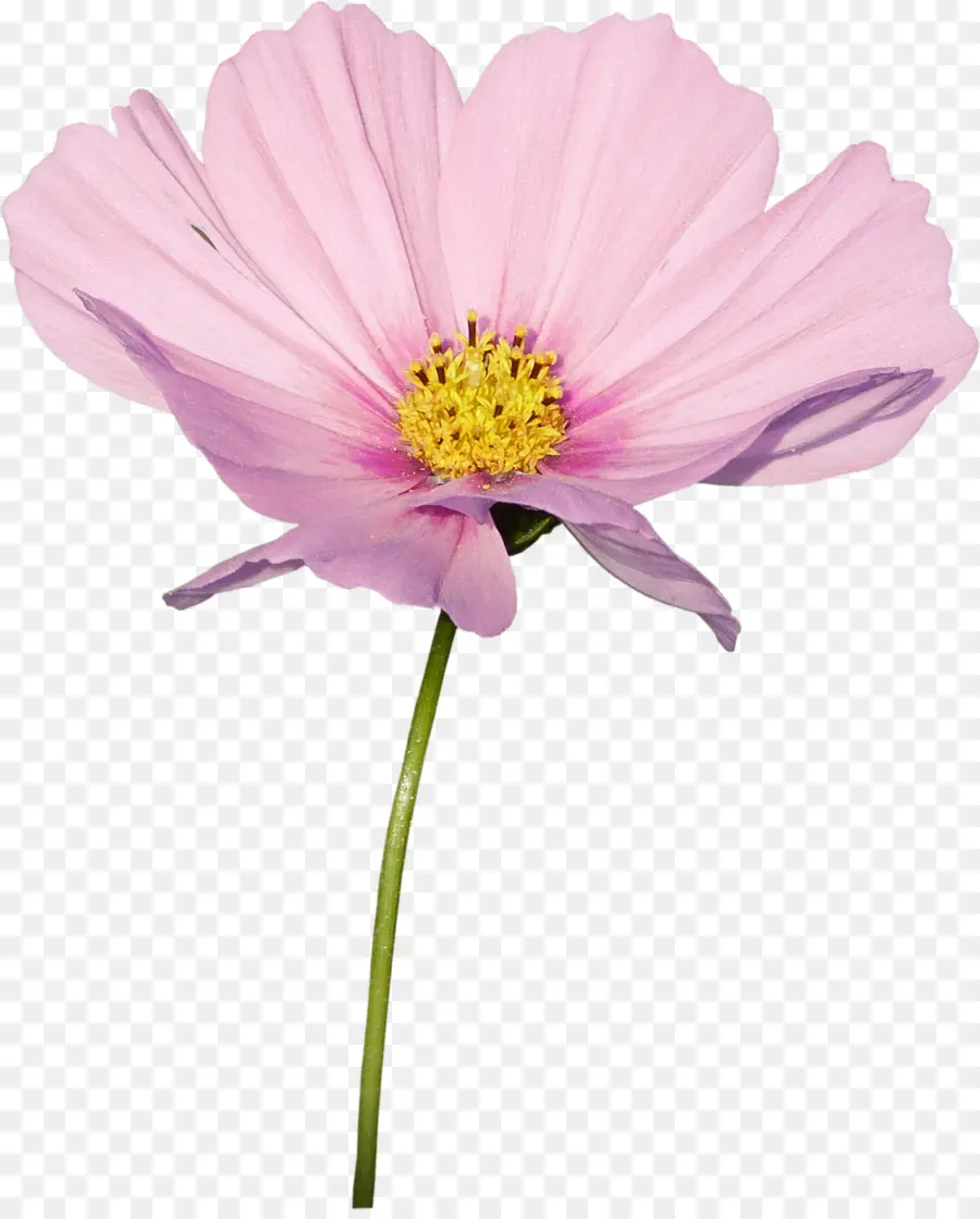 Cosmos，Fleur PNG