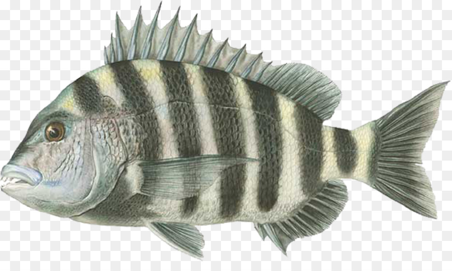 Poisson，Aquatique PNG