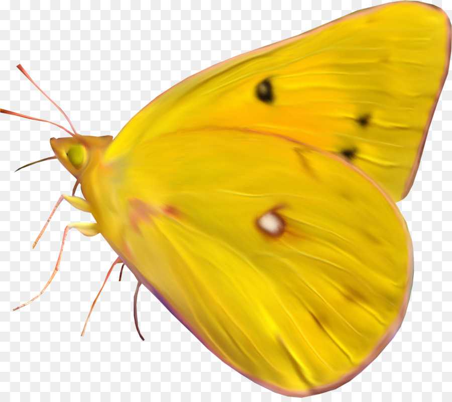 Papillons Jaunes，Ailes PNG