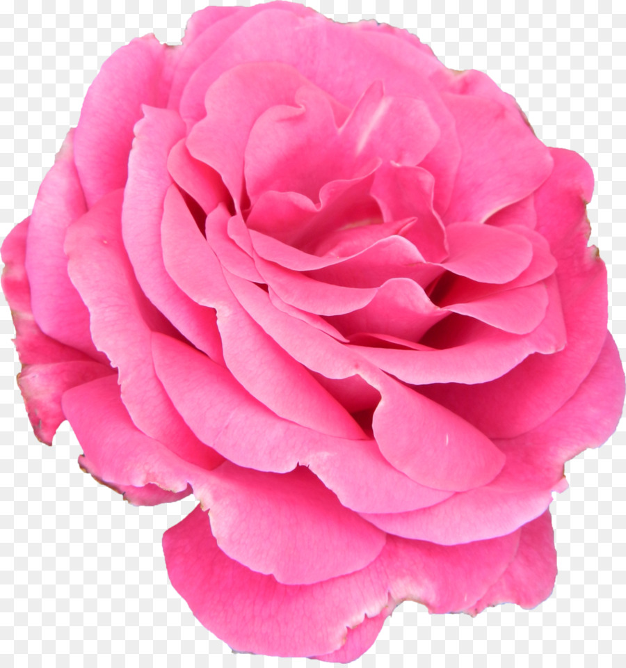 Fleur，Couper Les Fleurs PNG