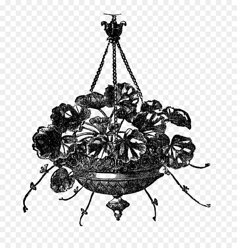 Plante Suspendue，Fleurs PNG