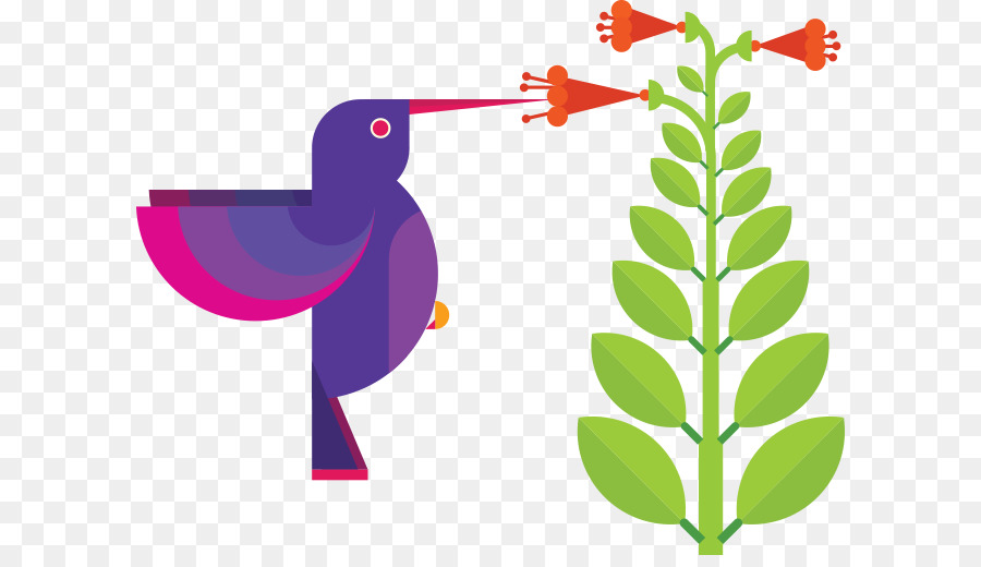 Graphisme，Colibri PNG