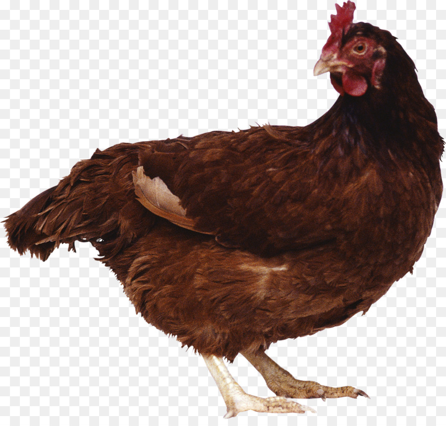 Poulet Brun，Poule PNG