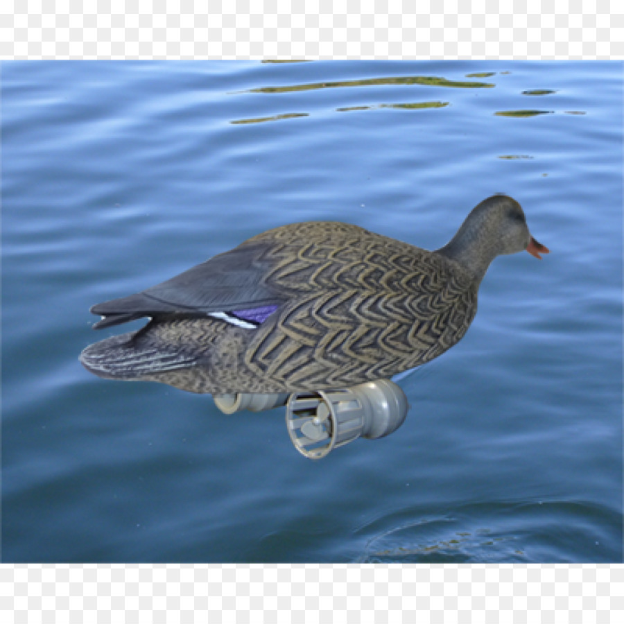 Canard，Oie PNG