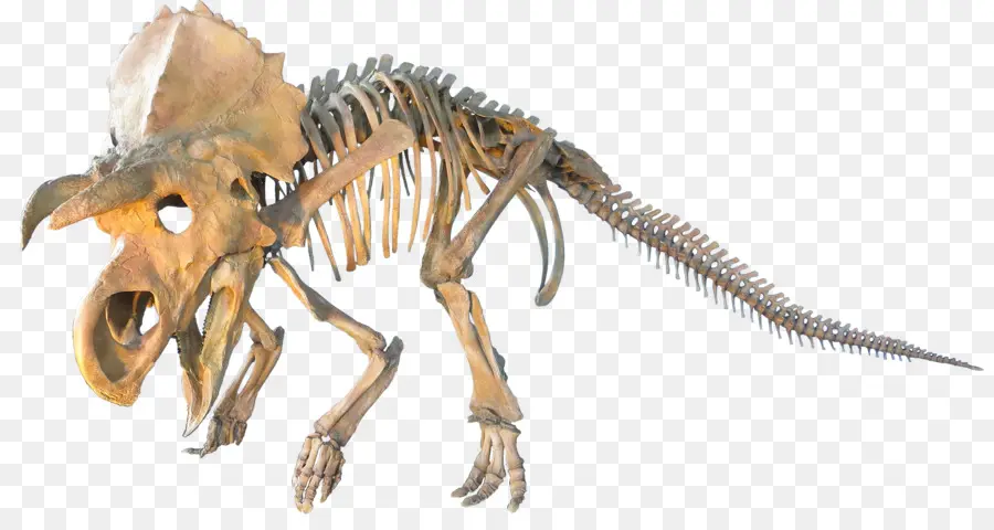Ceratopsia，Tricératops PNG