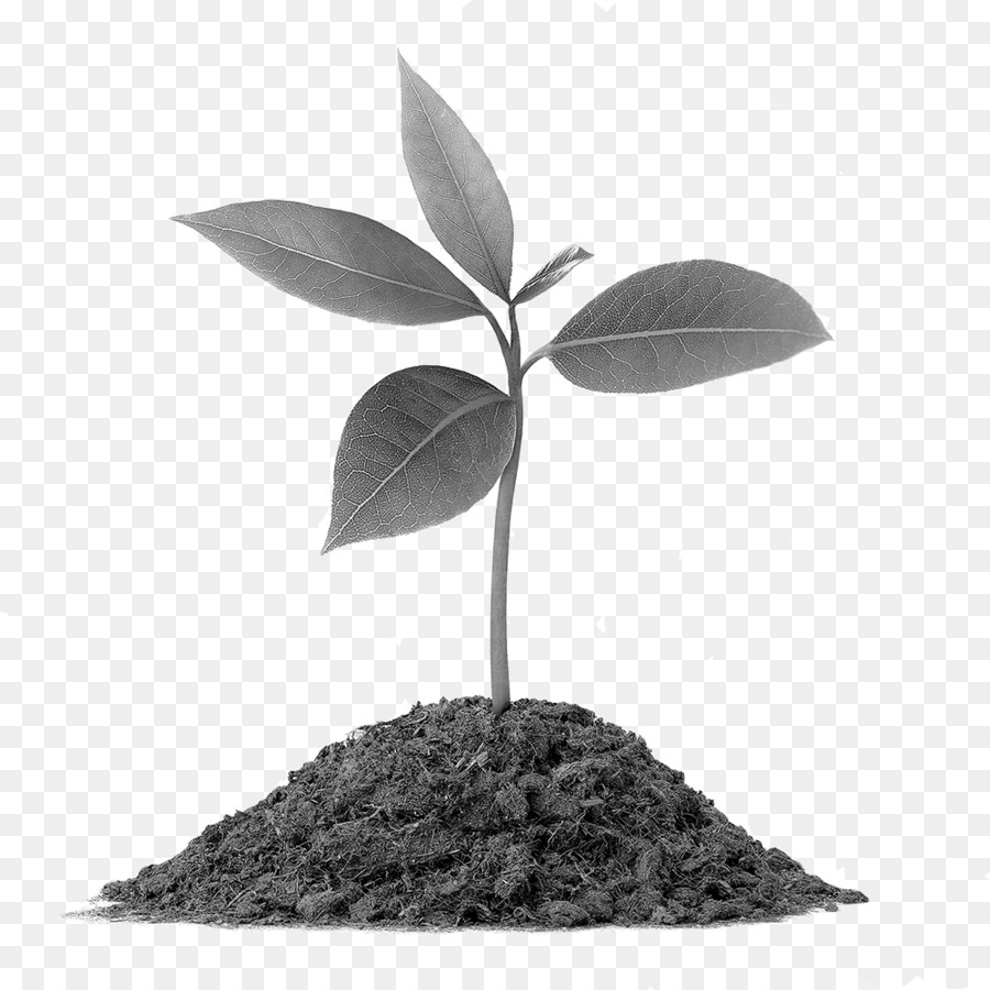 Petite Plante，Sol PNG