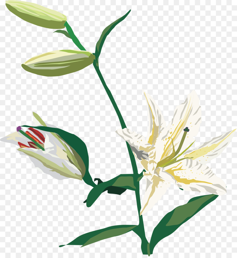 Fleur，Lilium PNG