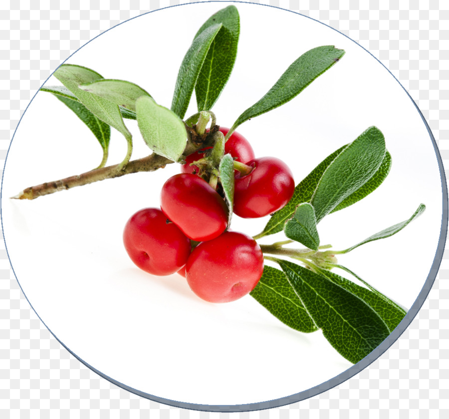 Bearberry，Extrait PNG