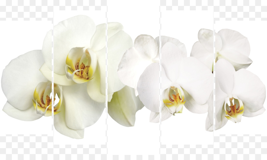 Orchidées Blanches，Fleurir PNG