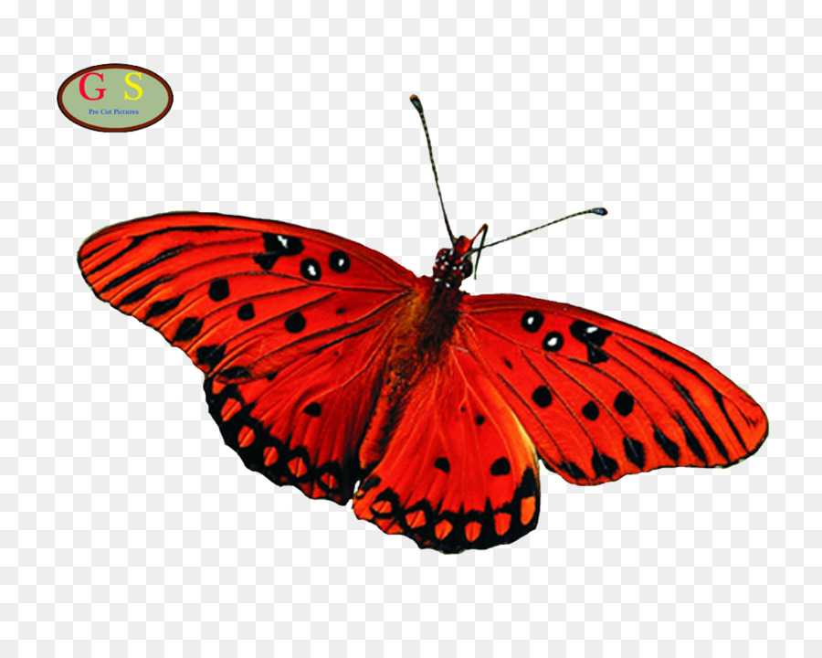 Papillon，Greta Oto PNG