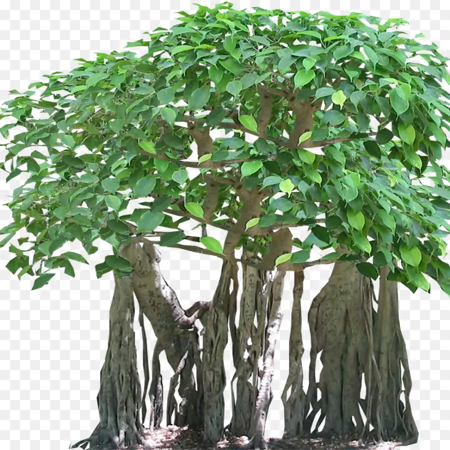 Arbre，La Forêt Tropicale PNG