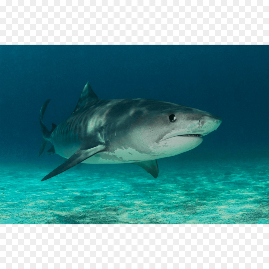 Requin，Océan PNG