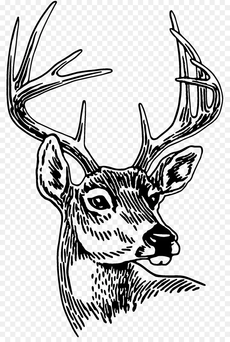 Cerf，Bois PNG