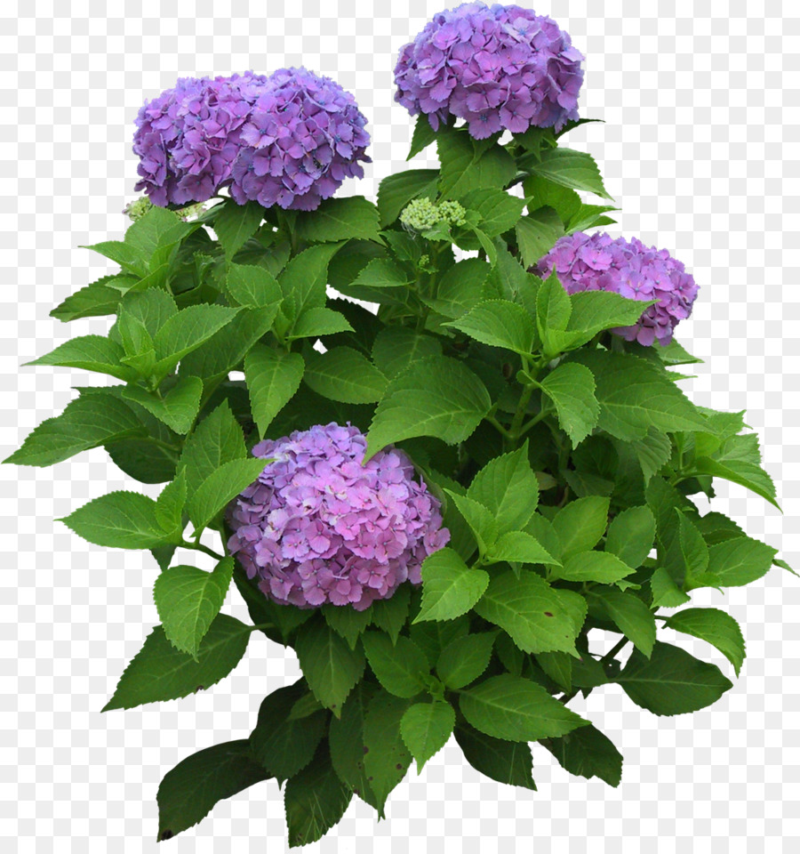 Hortensia，Usine PNG