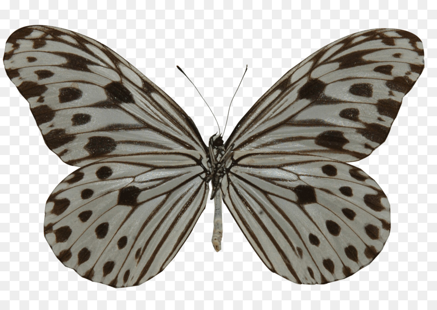 Papillon，Ideopsis Gaura PNG