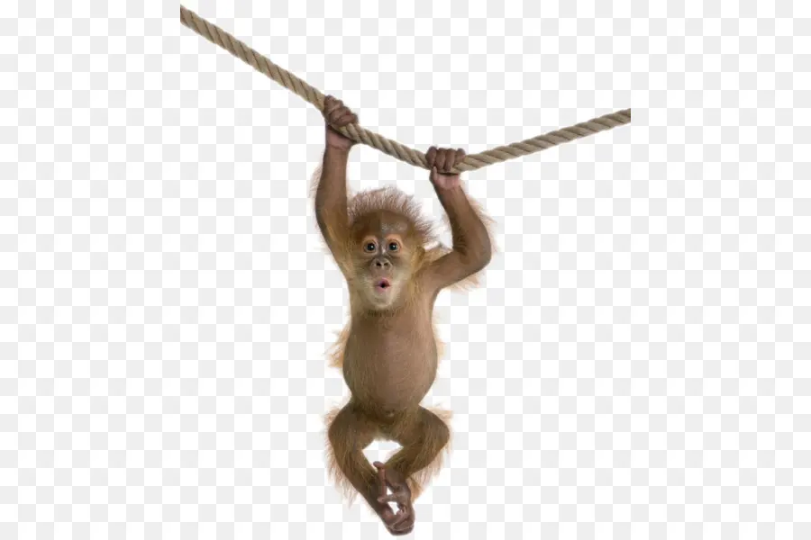 Bébé Singe，Suspendu PNG