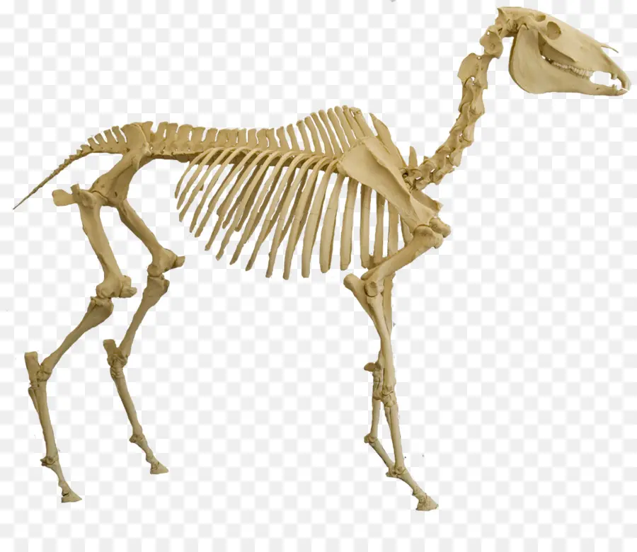 Squelette De Cheval，Os PNG