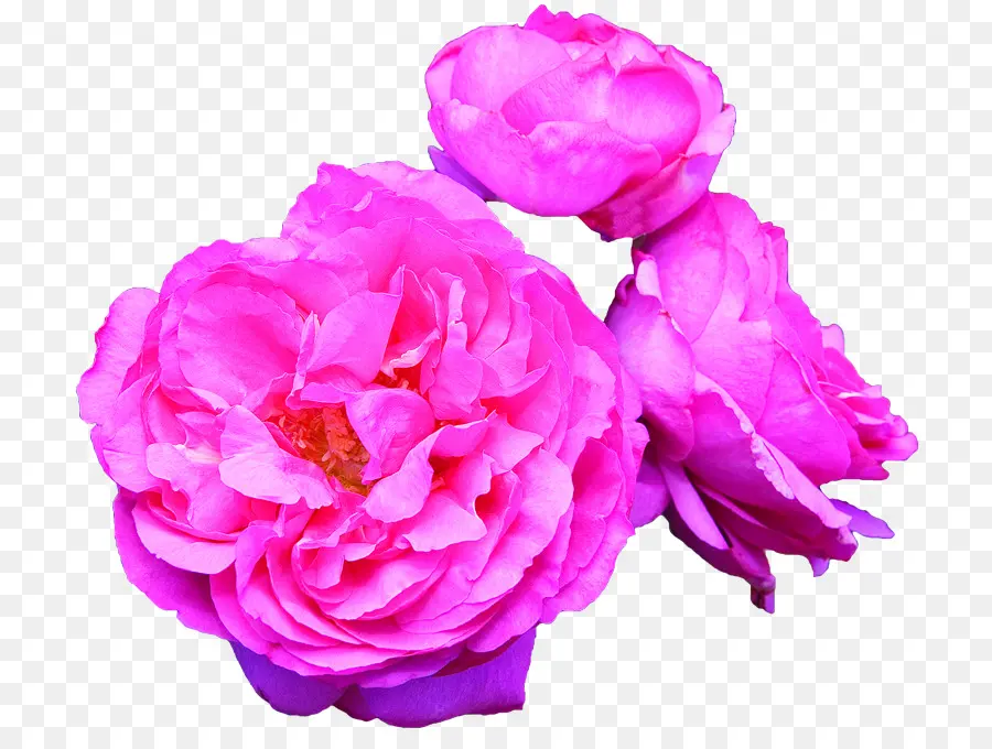 Fleurs，Roses PNG