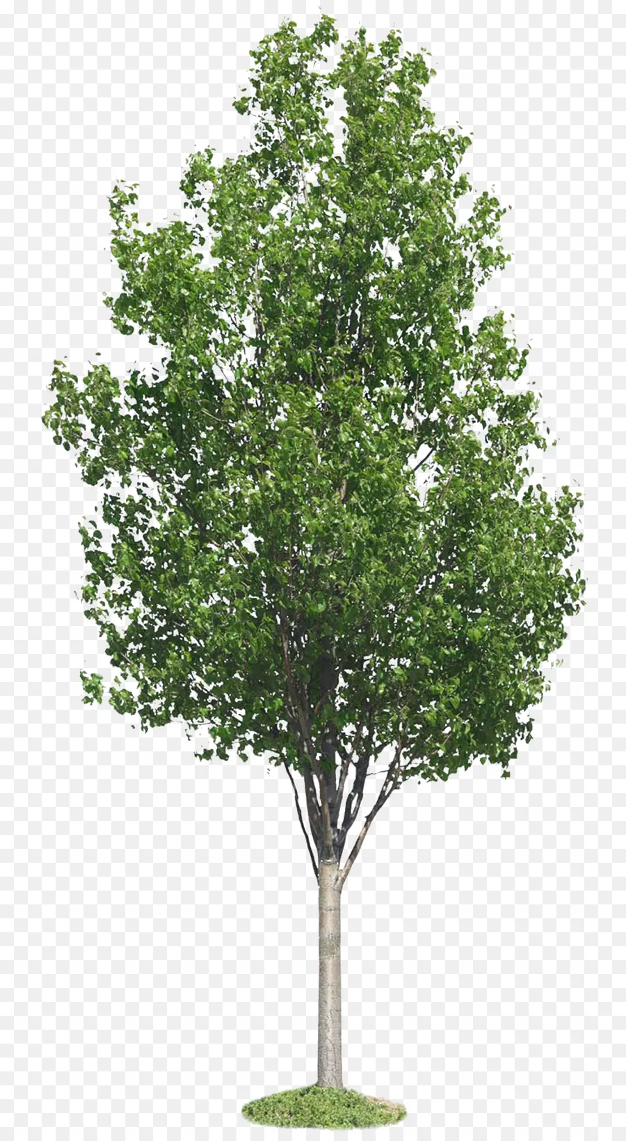 Arbre Vert，Arbre PNG