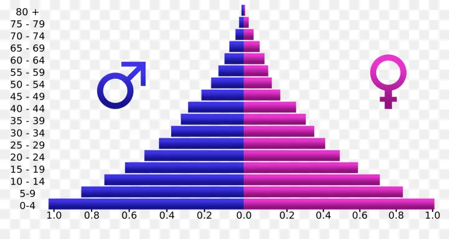 Pyramide Des âges，Données Démographiques PNG