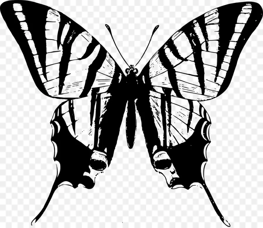 Papillon Noir，Ailes PNG