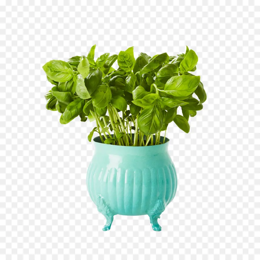 Plante De Basilic，Herbe PNG