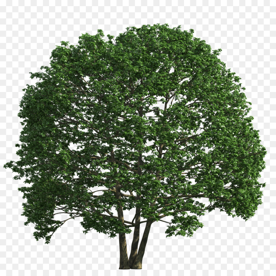 Arbre Vert，Nature PNG