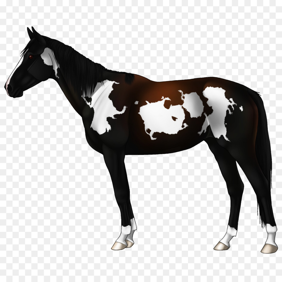 Mustang，Appaloosa PNG