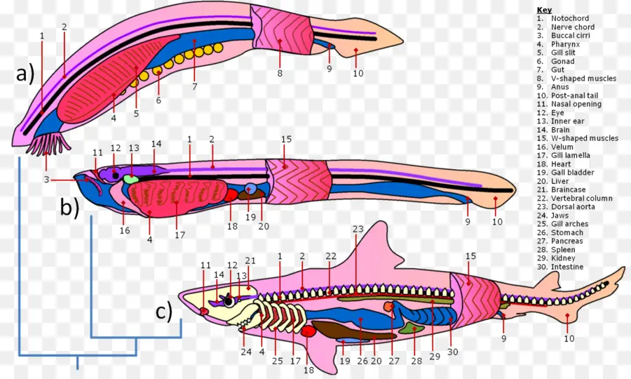 Anatomie Du Poisson，Biologie PNG