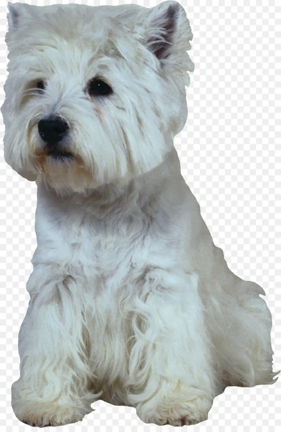 Chien Blanc，Duveteux PNG