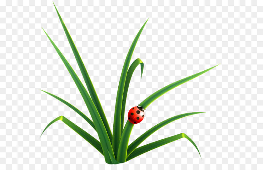 Coccinelle，Herbe PNG