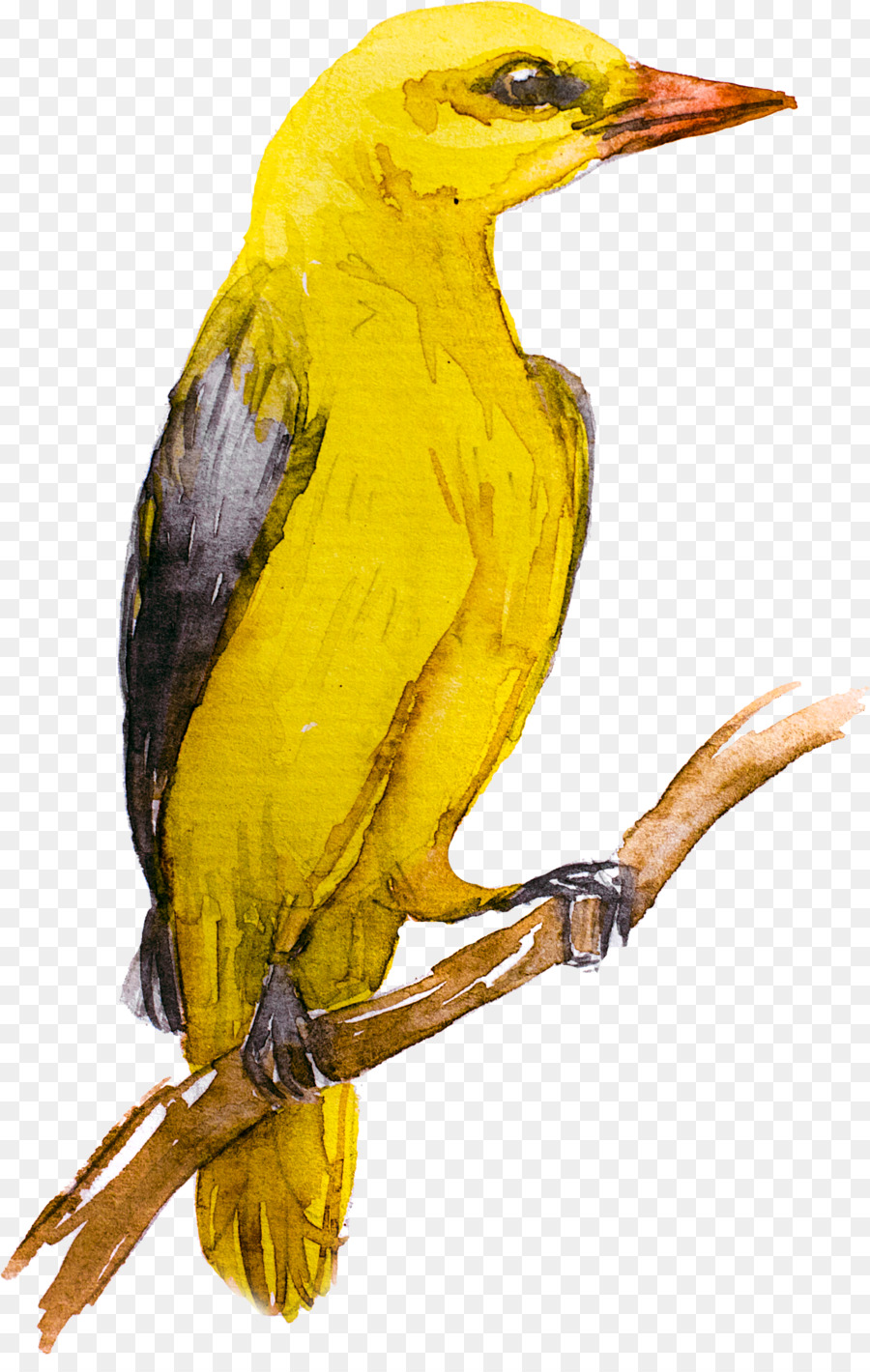 Oiseau，Oriole Doré Eurasien PNG