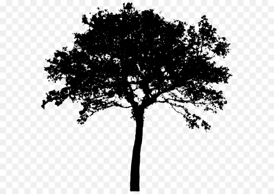 Arbre，Silhouette PNG