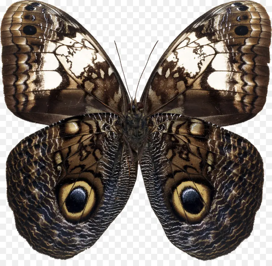 Papillon，Ailes PNG