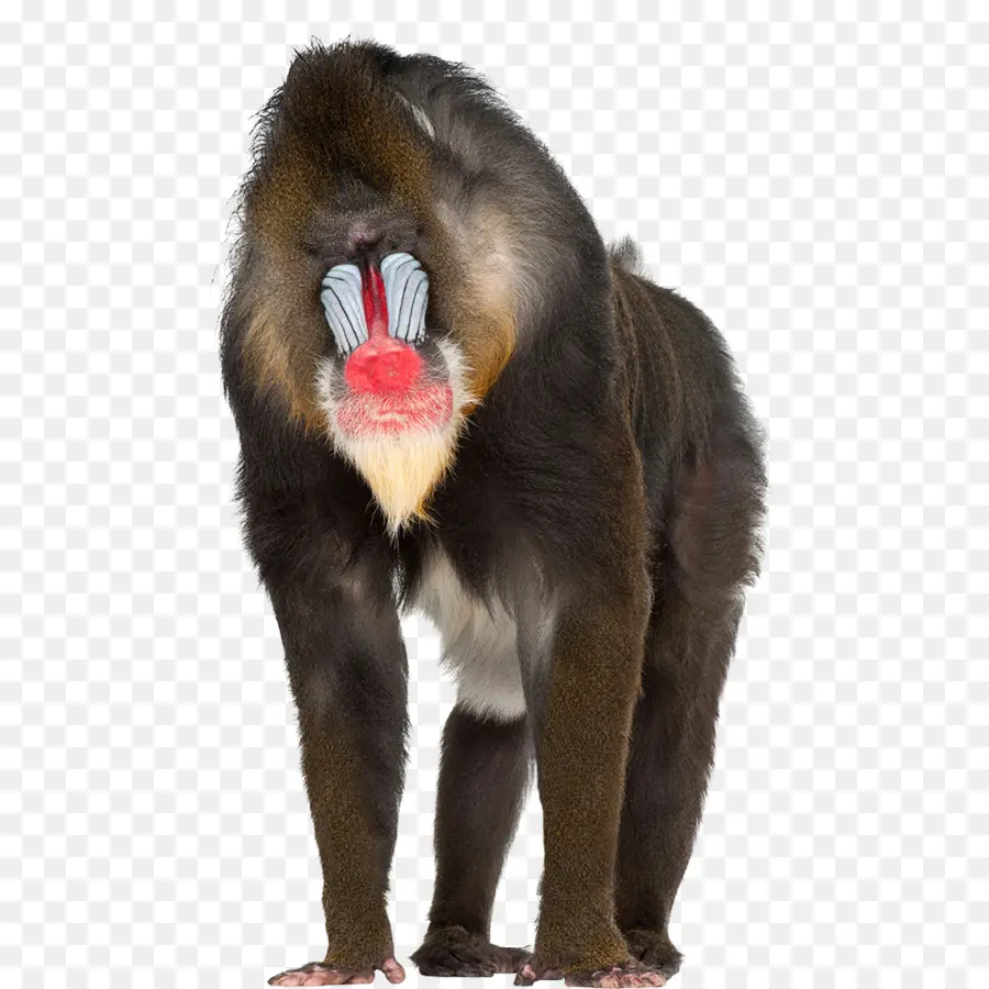 Mandrill，Babouins PNG