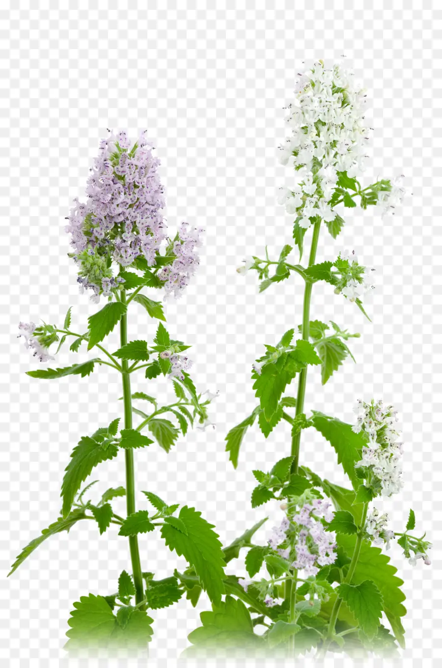 Fleurs Violettes Et Blanches，Feuilles Vertes PNG