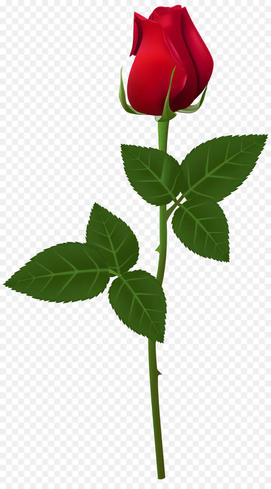 Rose Rouge，Tige PNG