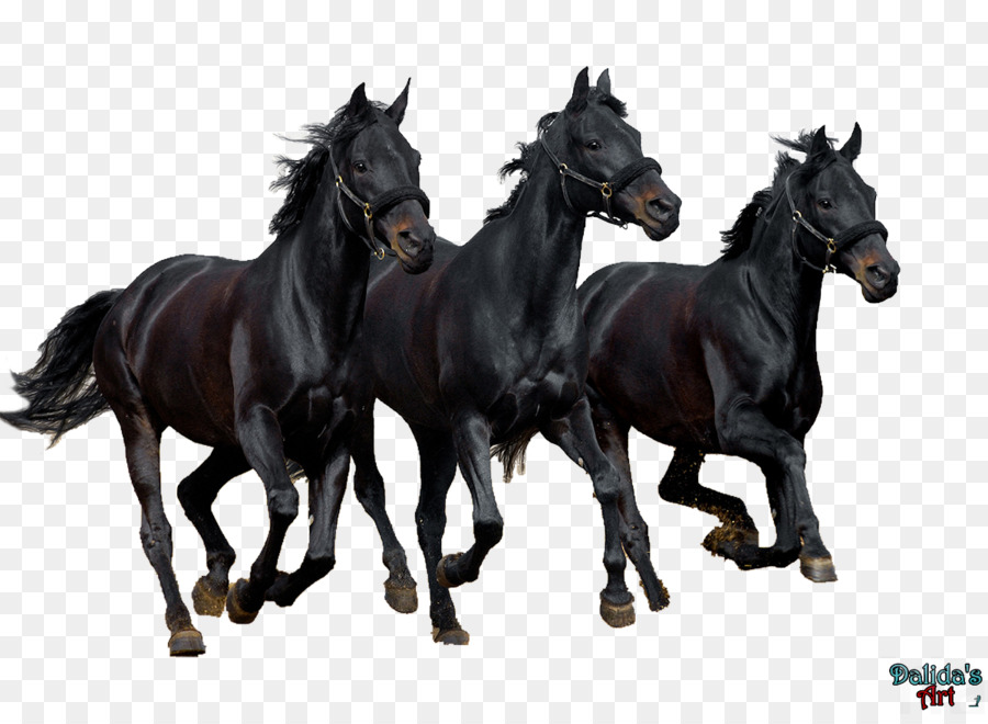 Chevaux Noirs，En Cours D'exécution PNG