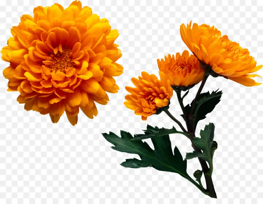 Chrysanthème，Orange PNG