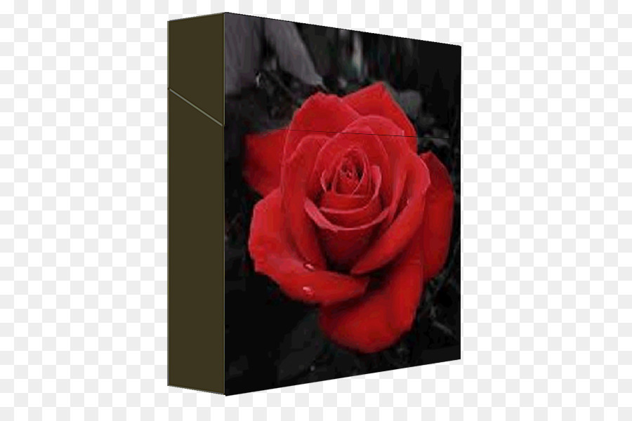 Rose，Rouge PNG