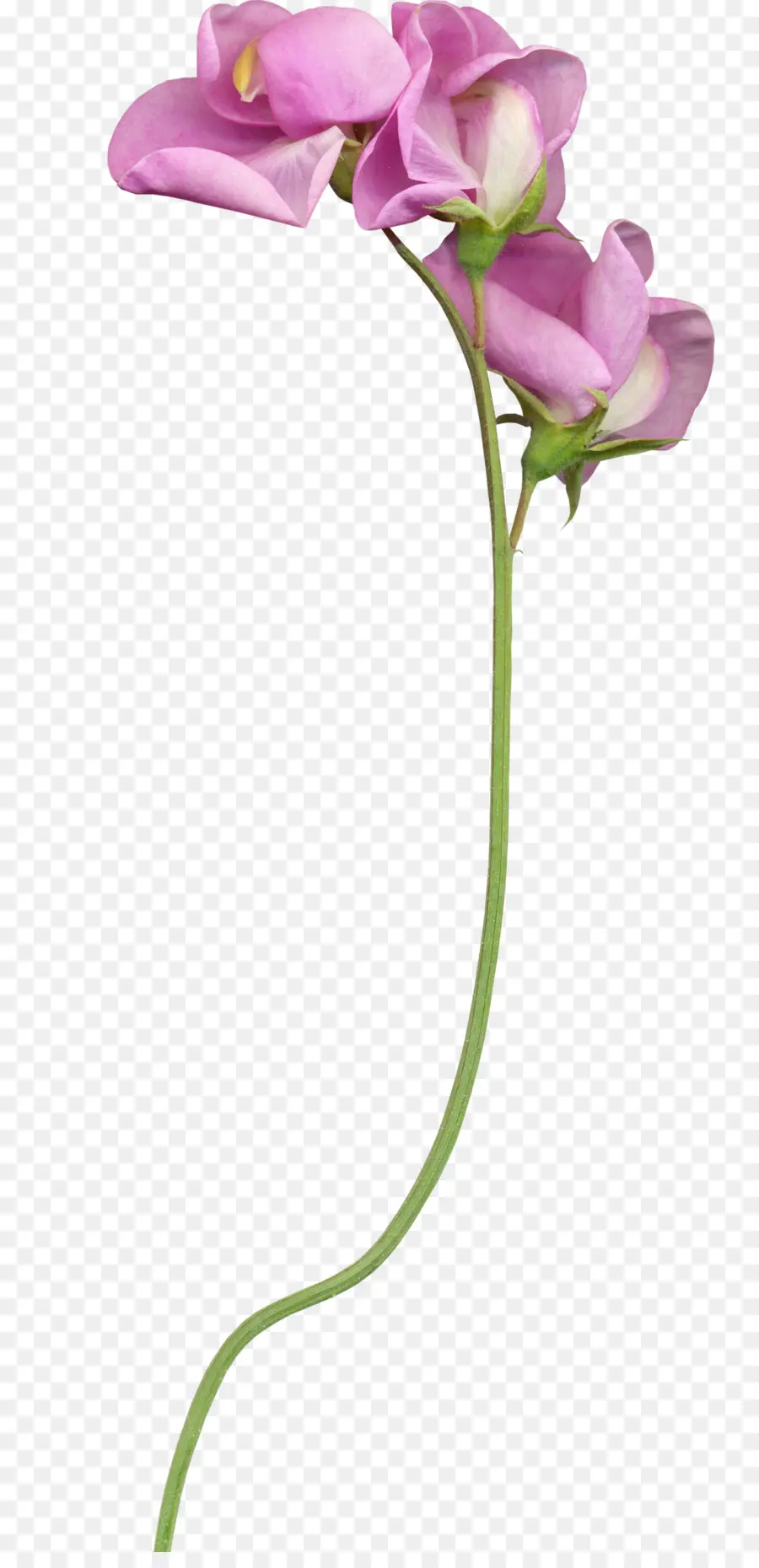 Fleur Rouge，Floraison PNG