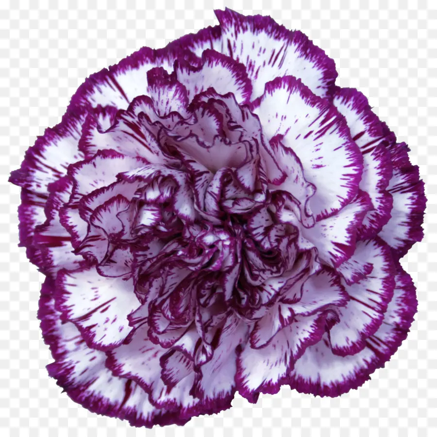 Oeillet Violet，Nature PNG