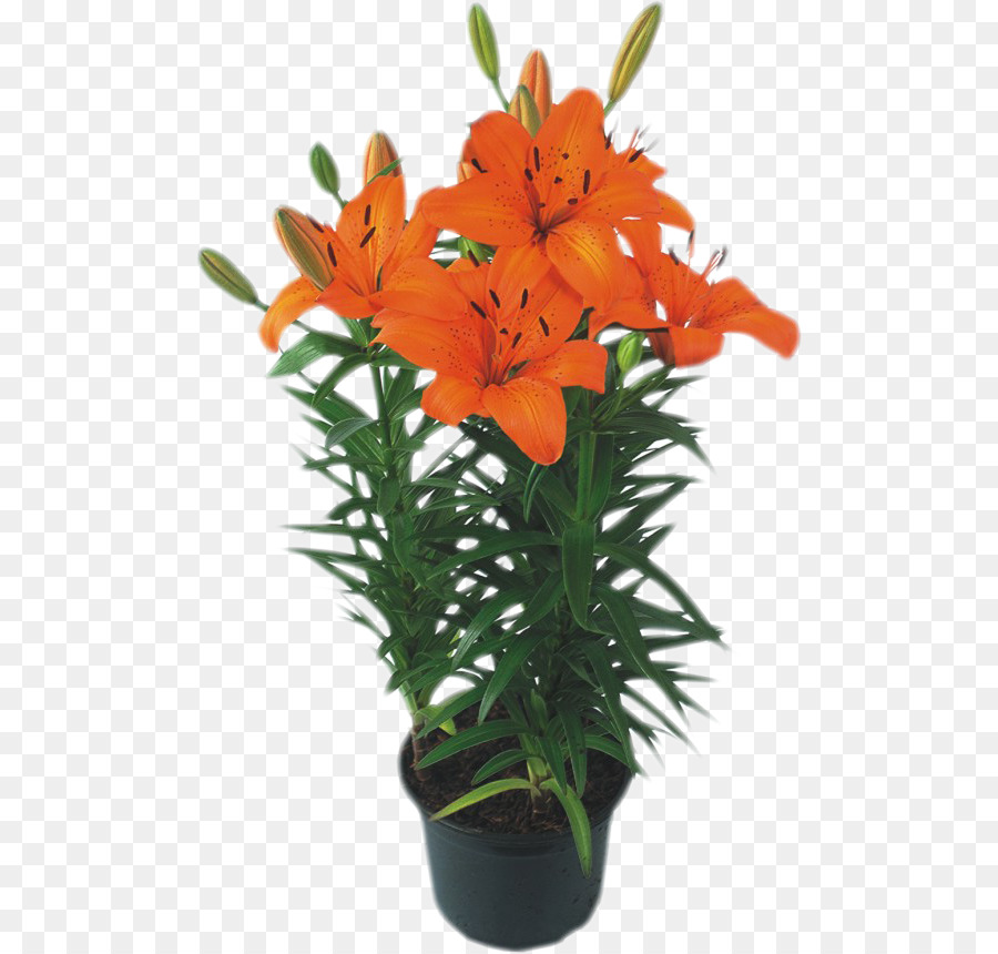 Lys Oranges，Fleur PNG