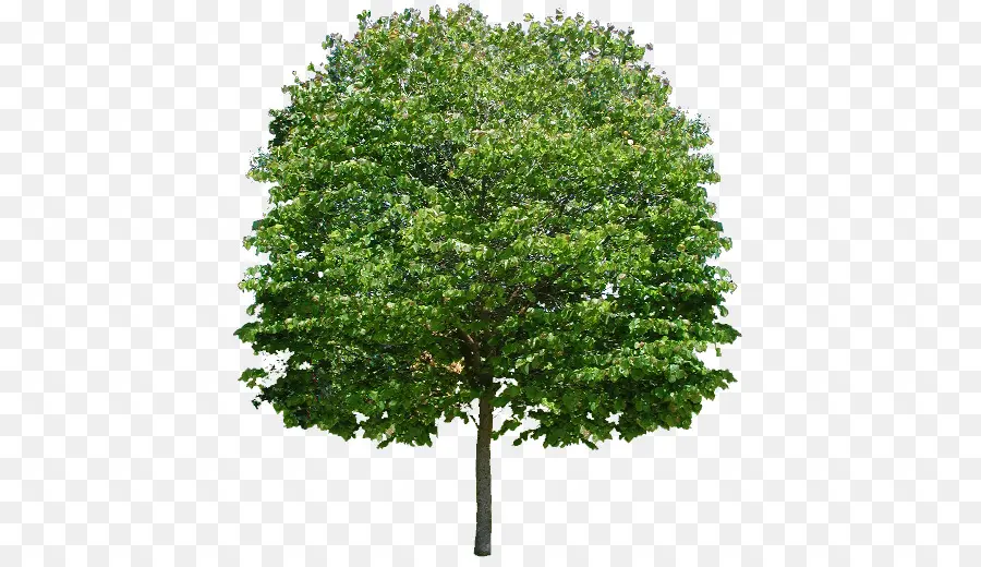 Arbre，Usine PNG